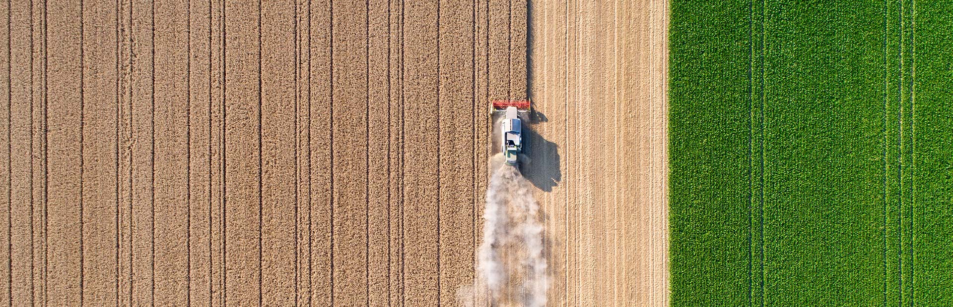 Ernte auf Feld