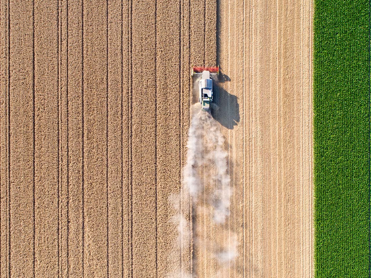 Ernte auf Feld